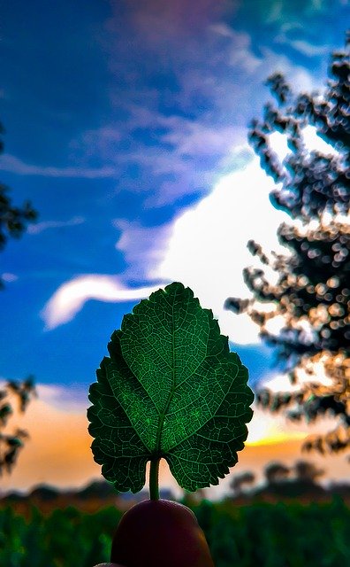 Muat turun percuma Nature Tree Leaf - foto atau gambar percuma untuk diedit dengan editor imej dalam talian GIMP