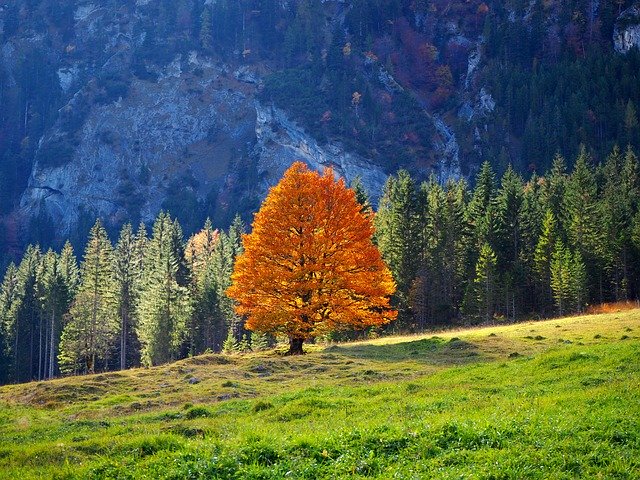 Faça o download gratuito do Nature Tree Maple - foto ou imagem gratuita para ser editada com o editor de imagens on-line do GIMP