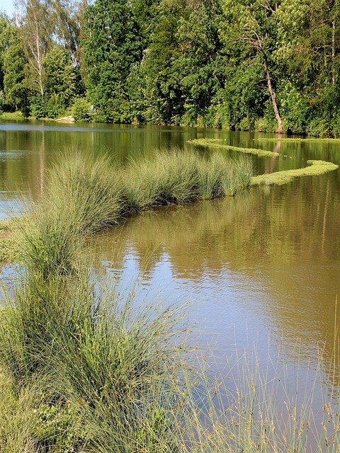 Bezpłatne pobieranie Nature Tree Pond - bezpłatne zdjęcie lub obraz do edycji za pomocą internetowego edytora obrazów GIMP