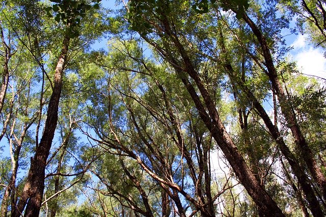 Free download Nature Trees -  free photo or picture to be edited with GIMP online image editor