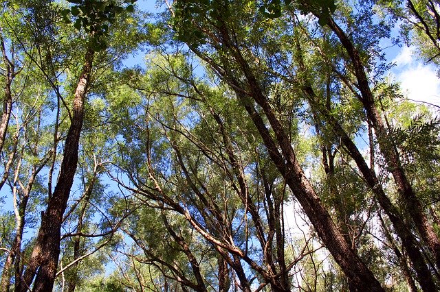 הורדה חינם Nature Trees - תמונה או תמונה בחינם לעריכה עם עורך התמונות המקוון GIMP