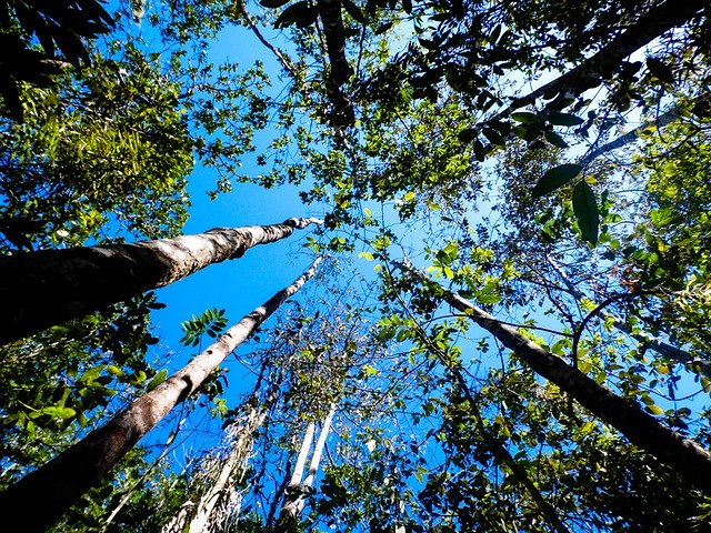 Descărcare gratuită Nature Trees Blue Sky - fotografie sau imagini gratuite pentru a fi editate cu editorul de imagini online GIMP