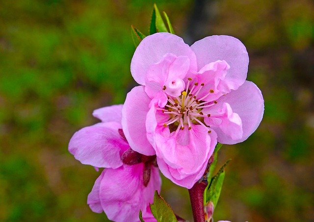 Скачать бесплатно Nature Trees Flower - бесплатное фото или изображение для редактирования с помощью онлайн-редактора изображений GIMP