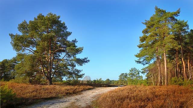 Free download nature trees path rural woods free picture to be edited with GIMP free online image editor