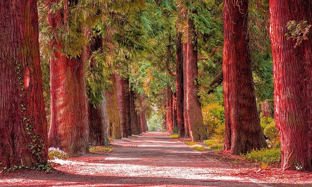Free graphic nature trees red forest landscape to be edited by GIMP free image editor by OffiDocs