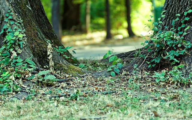 Téléchargement gratuit Nature Trees Trunks The - photo ou image gratuite à éditer avec l'éditeur d'images en ligne GIMP