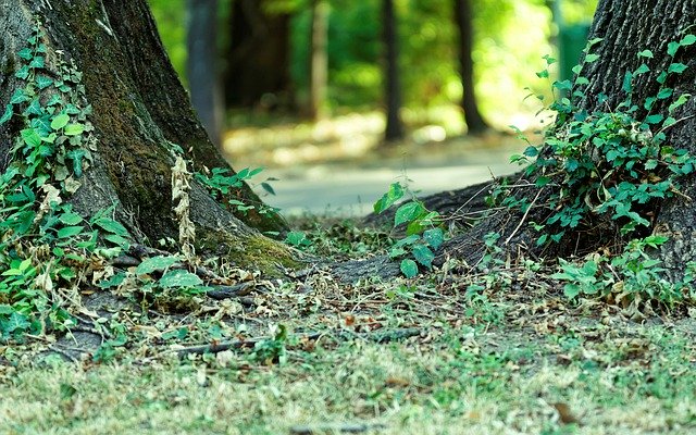 Безкоштовно завантажити Nature Trees Trunks The - безкоштовне фото або зображення для редагування в онлайн-редакторі зображень GIMP