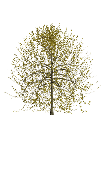 Free download Nature Tree Transparent -  free illustration to be edited with GIMP free online image editor