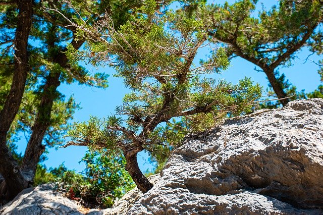 ดาวน์โหลดฟรี Nature Tree Trees - ภาพถ่ายหรือรูปภาพฟรีที่จะแก้ไขด้วยโปรแกรมแก้ไขรูปภาพออนไลน์ GIMP