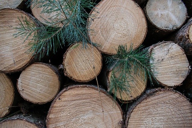 Free download Nature Tree Trees Chopped -  free photo or picture to be edited with GIMP online image editor