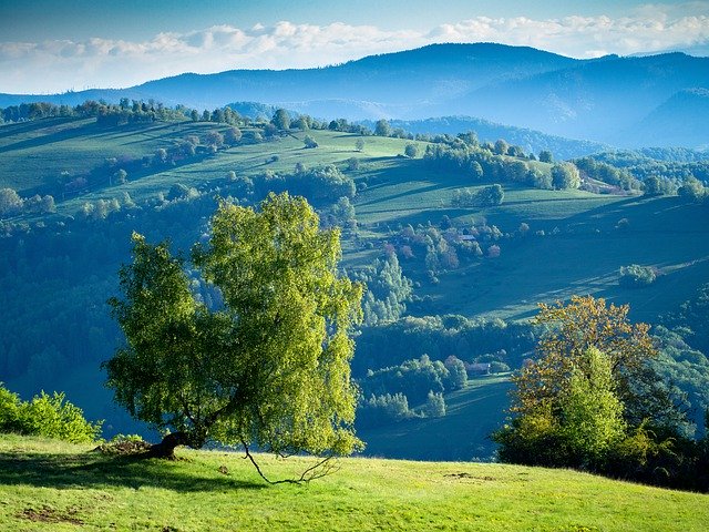 무료 다운로드 Nature Tree View - 무료 사진 또는 GIMP 온라인 이미지 편집기로 편집할 사진