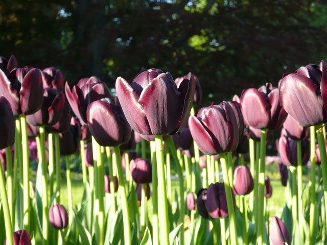 Téléchargement gratuit Nature Tulips Green - photo ou image gratuite à modifier avec l'éditeur d'images en ligne GIMP