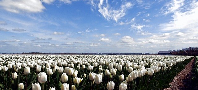 Free picture Nature Tulips White -  to be edited by GIMP free image editor by OffiDocs