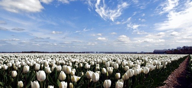 Téléchargement gratuit Nature Tulipes White - photo ou image gratuite à éditer avec l'éditeur d'images en ligne GIMP