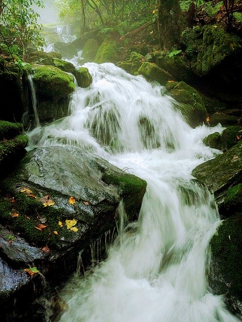 Gratis download Nature Valley Moss - gratis foto of afbeelding om te bewerken met GIMP online afbeeldingseditor