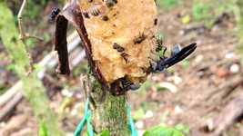 Free download Nature Various Insects Macro -  free video to be edited with OpenShot online video editor