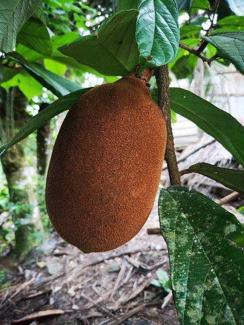 ดาวน์โหลดฟรี Nature Vegetables And Fruits - ภาพถ่ายหรือรูปภาพที่จะแก้ไขด้วยโปรแกรมแก้ไขรูปภาพออนไลน์ GIMP