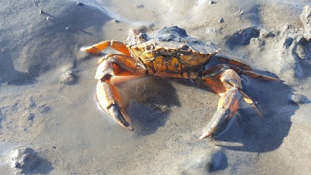 Libreng download Nature Wadden Sea North - libreng larawan o larawan na ie-edit gamit ang GIMP online na editor ng imahe