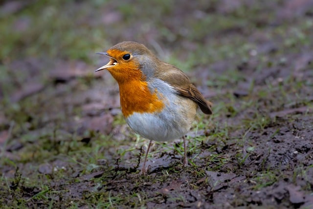 Free download nature wallpaper bird robin free picture to be edited with GIMP free online image editor