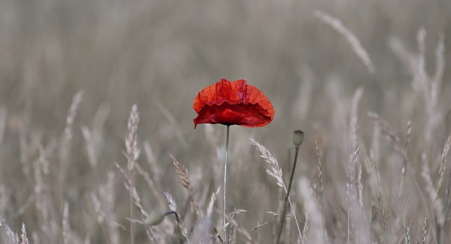 Free download nature wallpaper corn poppy flower free picture to be edited with GIMP free online image editor