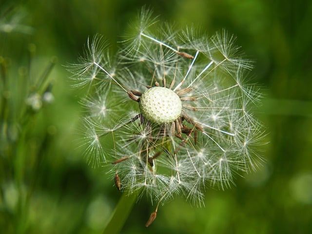Free download nature wallpaper dandelion seeds free picture to be edited with GIMP free online image editor