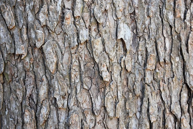 Free download nature wallpaper elm tree bark free picture to be edited with GIMP free online image editor