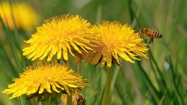 Free download nature wallpaper flower dandelion free picture to be edited with GIMP free online image editor