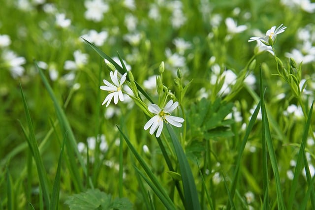 Free download nature wallpaper flower meadow free picture to be edited with GIMP free online image editor