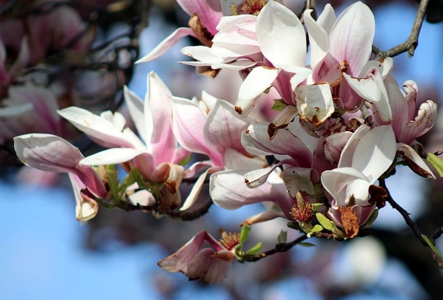 Free download nature wallpaper flowers free picture to be edited with GIMP free online image editor