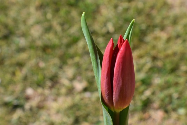 Muat turun percuma kertas dinding alam semula jadi gambar percuma bunga tulip untuk diedit dengan editor imej dalam talian percuma GIMP