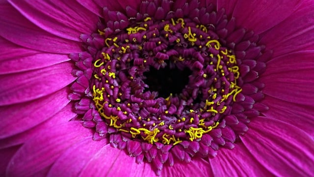Free download nature wallpaper gerbera flower free picture to be edited with GIMP free online image editor