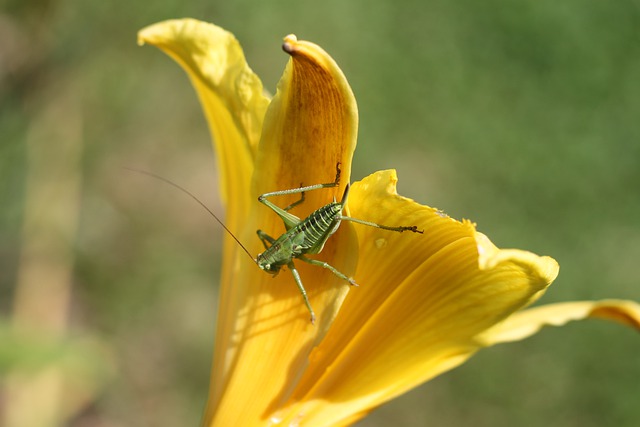 Free download nature wallpaper grasshopper insect free picture to be edited with GIMP free online image editor
