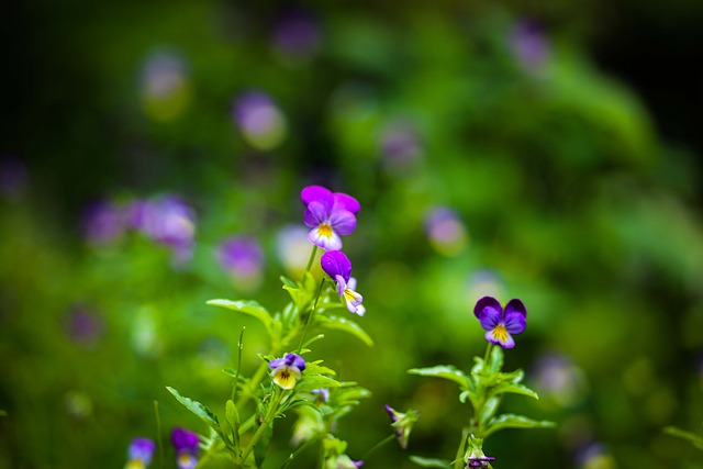 Free download nature wallpaper new year wallpaper free picture to be edited with GIMP free online image editor