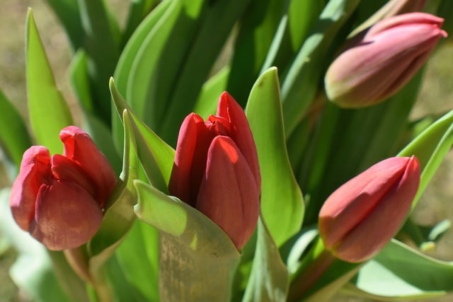Kostenloser Download von Natur-Tapeten, Tulpen, Blumen, kostenloses Bild, das mit dem kostenlosen Online-Bildeditor GIMP bearbeitet werden kann