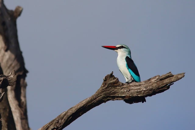Descărcare gratuită a imaginii de fundal cu natura pădurii kingfisher pentru a fi editată cu editorul de imagini online gratuit GIMP