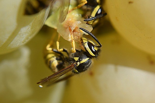 ดาวน์โหลดฟรี Nature Wasp - ภาพถ่ายหรือรูปภาพฟรีที่จะแก้ไขด้วยโปรแกรมแก้ไขรูปภาพออนไลน์ GIMP