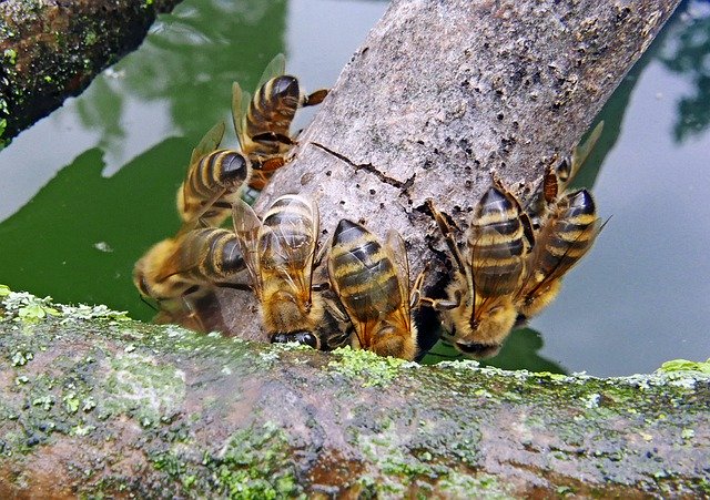 Bezpłatne pobieranie Nature Water Bee General - bezpłatne zdjęcie lub obraz do edycji za pomocą internetowego edytora obrazów GIMP