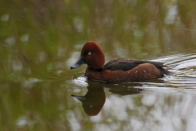 Free download nature water bird moor duck free picture to be edited with GIMP free online image editor