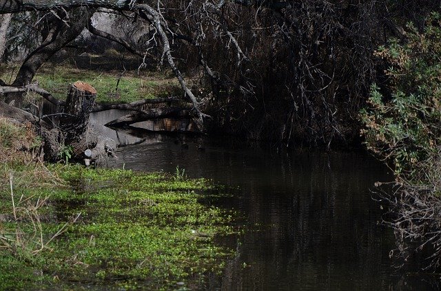 Bezpłatne pobieranie Nature Water Creek - bezpłatne zdjęcie lub obraz do edycji za pomocą internetowego edytora obrazów GIMP