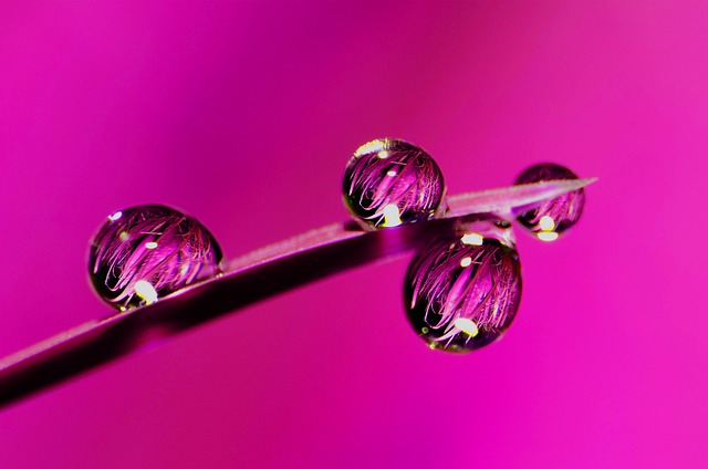 Free download nature water drops rain water pink free picture to be edited with GIMP free online image editor
