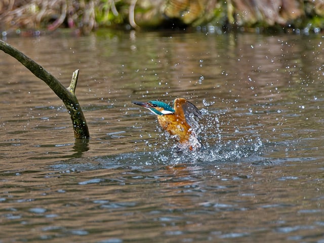 Free download nature water lake wildlife bird free picture to be edited with GIMP free online image editor