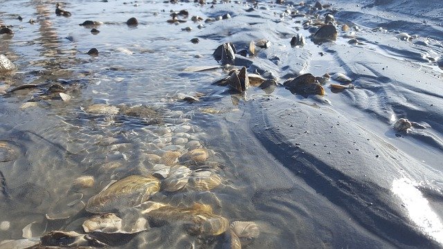 دانلود رایگان Nature Watts Cuxhaven - عکس یا تصویر رایگان قابل ویرایش با ویرایشگر تصویر آنلاین GIMP