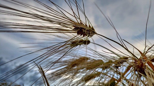 قم بتنزيل Nature Wheat Field مجانًا - صورة أو صورة مجانية ليتم تحريرها باستخدام محرر الصور عبر الإنترنت GIMP