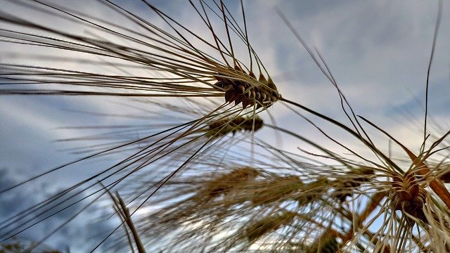 Gratis download Nature Wheat Field - gratis foto of afbeelding om te bewerken met GIMP online afbeeldingseditor