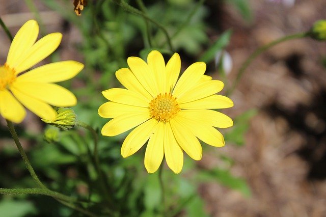 Descărcare gratuită Nature Wildflower Flower - fotografie sau imagini gratuite pentru a fi editate cu editorul de imagini online GIMP