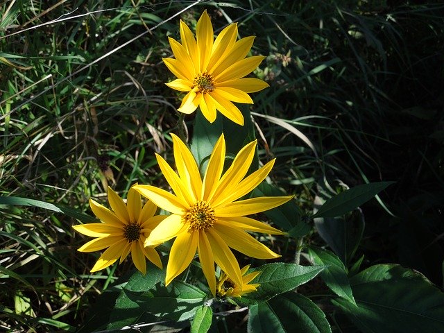 Gratis download Nature Wild Flowers The Wayside - gratis foto of afbeelding om te bewerken met GIMP online afbeeldingseditor