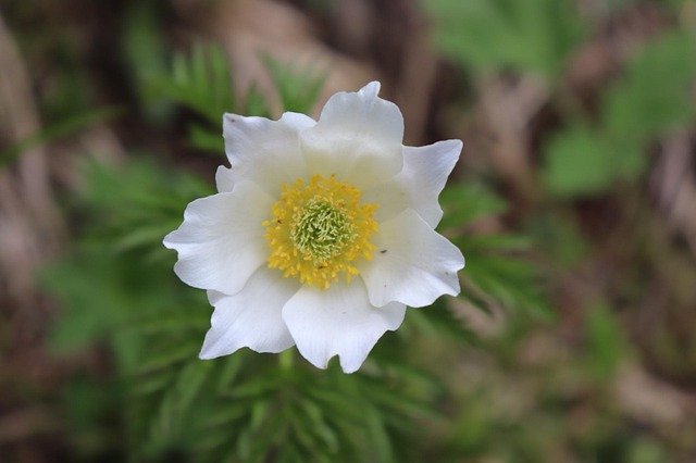 Free download Nature Wild Flower Withe Flowers -  free photo or picture to be edited with GIMP online image editor
