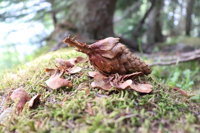 自然野生の森を無料ダウンロード - GIMP オンライン画像エディターで編集できる無料の写真または画像