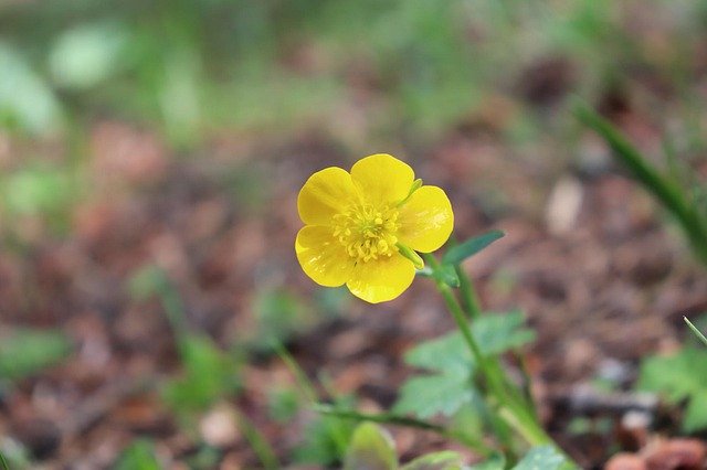 Bezpłatne pobieranie Nature Wild Forest Yellow - darmowe zdjęcie lub obraz do edycji za pomocą internetowego edytora obrazów GIMP