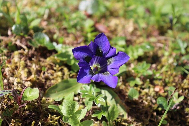 무료 다운로드 Nature Wild Gentiane Coriace - 무료 사진 또는 GIMP 온라인 이미지 편집기로 편집할 수 있는 사진